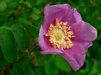 The 2013 Anchorage Festival of Flowers takes place Sat, June 1st at Town Square Park. Learn from experts how to cultivate you own home flower garden with native Anchorage flowers like this Nootka Rose.